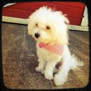 체리김밥 이미지