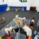 댕댕랜드 이미지