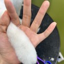 메모르드몽 이미지