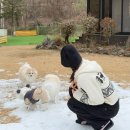 학현4길 | [평택/애견카페추천] 경기도 평택 야외 운동장 애견카페 TOP5 총 정리