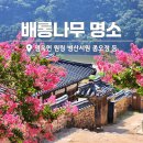 백일홍명품길 | 여름 여행지 "배롱나무 명소 TOP5" 명옥헌원림 병산서원 하목정 등