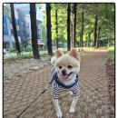 쿨펫동물병원(탄방점) 네이버블로그