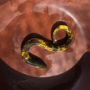 황금장어 이미지