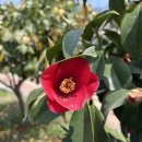 다사랑서천점 | 5월에도 동백꽃을 볼 수 있어요! <서천마량리동백나무숲>