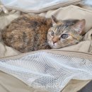 원당동물병원 이미지