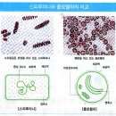 스피루리나 1 이미지