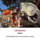 캐리 | 제부도 애견 동반 카페 캐리의 집 솔직후기 가격 주차 (🐶☕