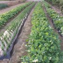 창하농장 이미지