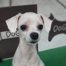 뿌리네 애견샵 이미지