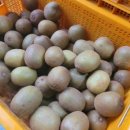 금이농장 이미지