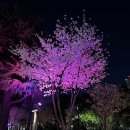 꽃보라동산 이미지