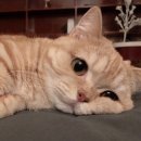 멍때리는 고양이 이미지