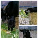 볏집사랑 이미지