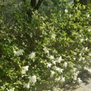 꽃피는봄한의원 이미지