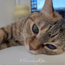 미용닷컴 | KT닷컴 티티케어, 집에서 하는 고양이 건강검진