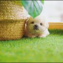 함께 있어줄개 이미지