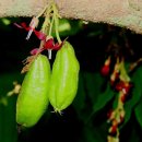 오이나무 [Cucumber tree] 이미지