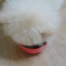 몽펫푸드 이미지