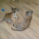 달성공원 이미지