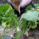 유안농장 이미지