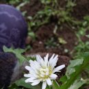 삼순농장 이미지