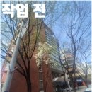 우성프라자 앞 | 분당 벌목업체 가로수 가지치기 전지