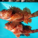 바다향기횟집 이미지