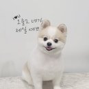 고려 애견 미용실 이미지