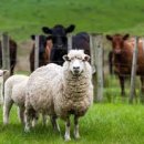 산성가축 이미지