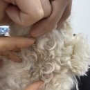어썸펫동물병원 이미지