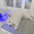 강아지 귓병 곰팡이성 피부염 관리 펫큐어레이 지컷 후기