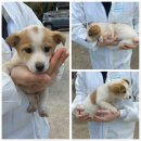 당진시 동물보호소 동물병원 이미지