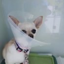 수송반려동물병원 이미지