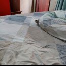 석탄(오갑) | 팔월