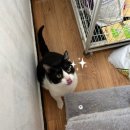 동물보육원 | [입양홍보] 안산동물보육원 브리티쉬숏헤어 초코와 크림이 입양처 찾아요!