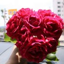 넝쿨장미집 이미지