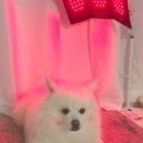 레이동물병원 이미지