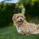 시니어 동물병원 이미지