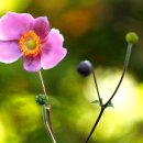 아네모네 이미지