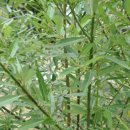 버드나무 이미지