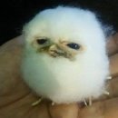 일로일로 이미지