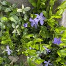 봉글봉글 이미지