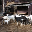 종은농장 이미지