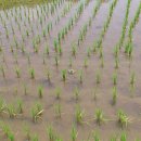 올해 논에 가래풀이 많이 생겼습니다. 이미지