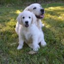 동물병원예지 이미지