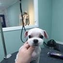 배츄네펫살롱 이미지