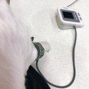 조규만외과동물병원 | 조규만외과동물병원 강아지 슬개골/십자인대 수술 후 검진 방문후기