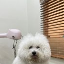 몽글댕글 이미지