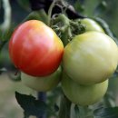 솔밭농원 이미지