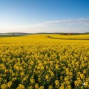 창범슈퍼 | 🌸 “진해군항제, 이거 모르고 가면 무조건 후회합니다!” 😲 200만명이 몰리는 이유?! 진해군항제 완전...